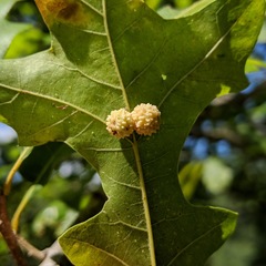Andricus rugatus