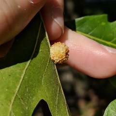 Andricus rugatus