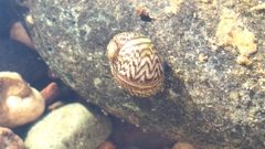 Theodoxus danubialis