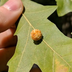 Andricus rugatus