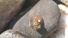 Theodoxus danubialis