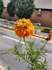 Tagetes erecta
