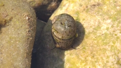 Theodoxus danubialis