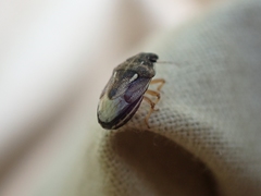 Neottiglossa tumidifrons