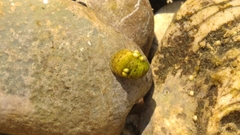 Theodoxus danubialis