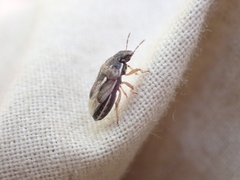 Neottiglossa tumidifrons