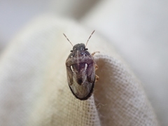 Neottiglossa tumidifrons