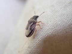 Neottiglossa tumidifrons