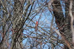 Cardinalis cardinalis