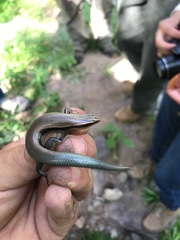 Plestiodon callicephalus