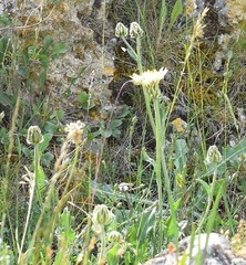 Crepis albida