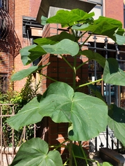 Paulownia tomentosa