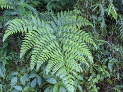 Diplazium kawakamii