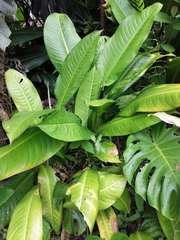Dieffenbachia longispatha