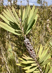 Melaleuca glauca