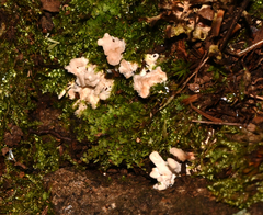 Sebacina sparassoidea