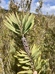 Melaleuca glauca