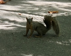 Sciurus niger