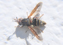 Hermetia comstocki