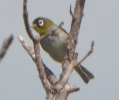 Zosterops lateralis melanops