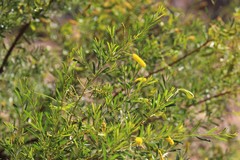 Acacia lysiphloia