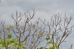 Zosterops lateralis melanops