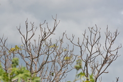 Zosterops lateralis melanops