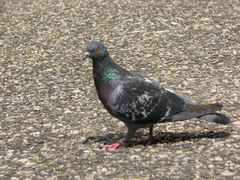 Columba livia domestica
