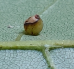 Caryomyia flaticrustum