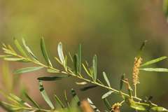 Acacia lysiphloia
