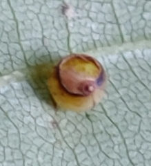 Caryomyia flaticrustum