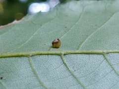 Caryomyia flaticrustum