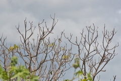 Zosterops lateralis melanops