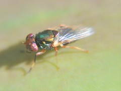 Physiphora clausa