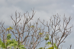 Zosterops lateralis melanops