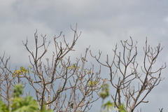 Zosterops lateralis melanops