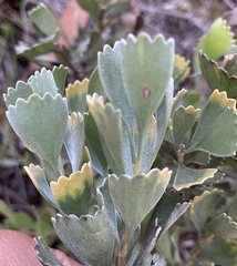 Adenanthos cuneatus