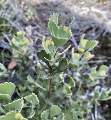 Adenanthos cuneatus