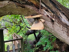 Cerioporus squamosus