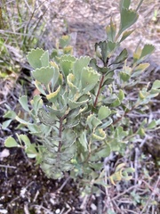 Adenanthos cuneatus