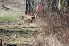 Odocoileus virginianus