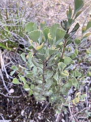 Adenanthos cuneatus