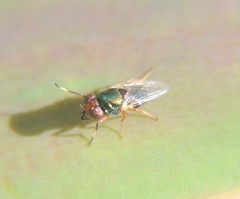 Physiphora clausa