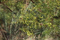 Acacia lysiphloia