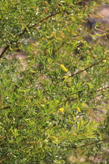 Acacia lysiphloia