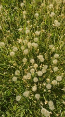 Chevreulia sarmentosa