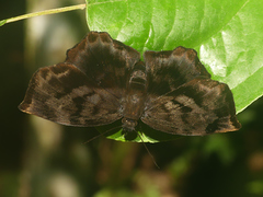 Achlyodes busirus rioja