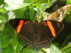 Adelpha lycorias lycorias