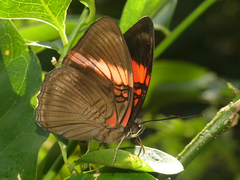 Adelpha lycorias lycorias