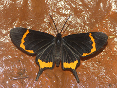 Barbicornis basilis mona